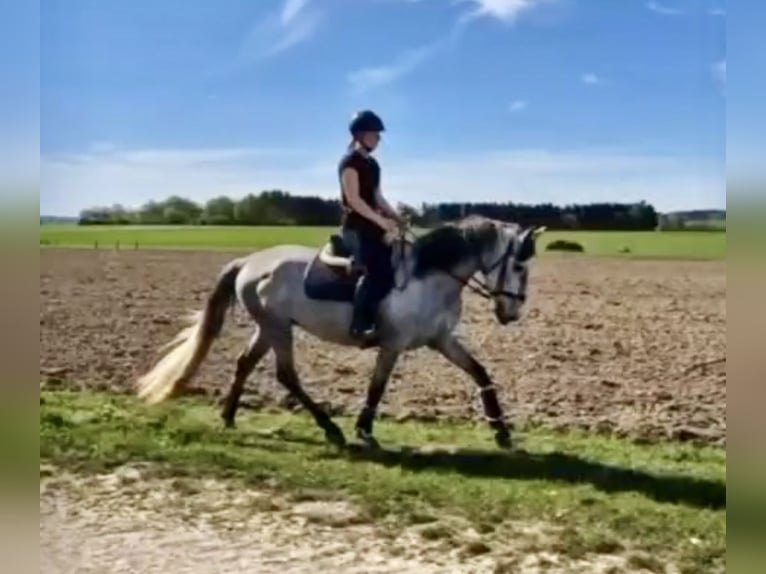 PRE Ruin 4 Jaar 165 cm Schimmel in Pelmberg