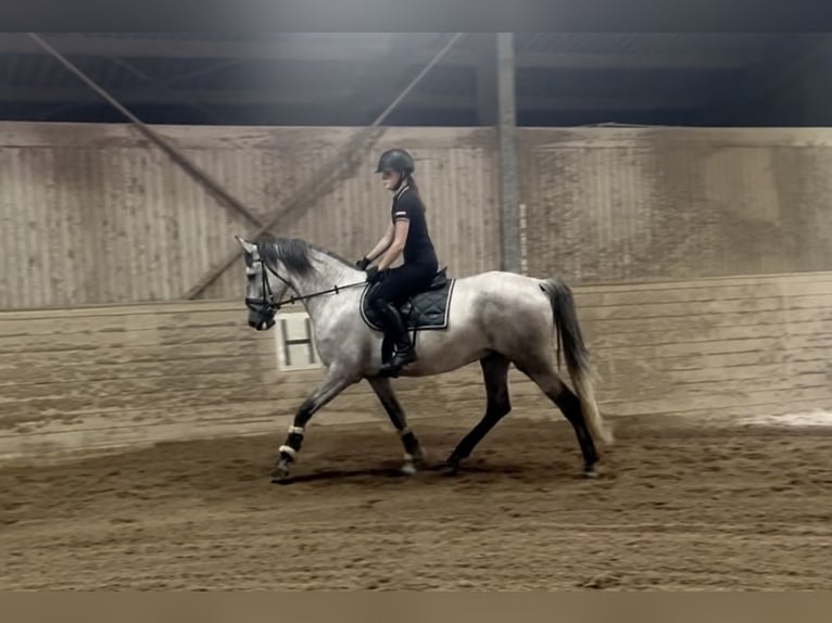 PRE Ruin 4 Jaar 165 cm Schimmel in Pelmberg