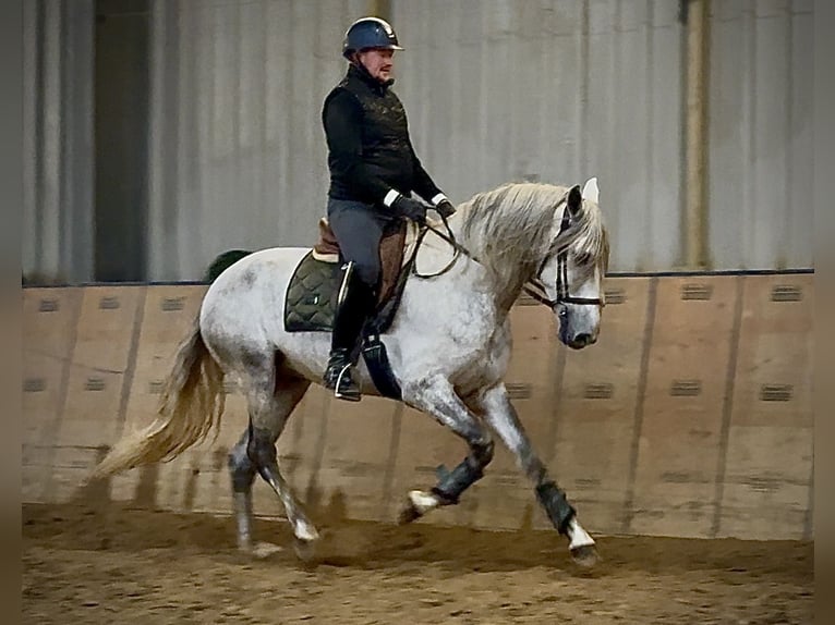 PRE Mix Ruin 4 Jaar 165 cm Schimmel in Neustadt (Wied)