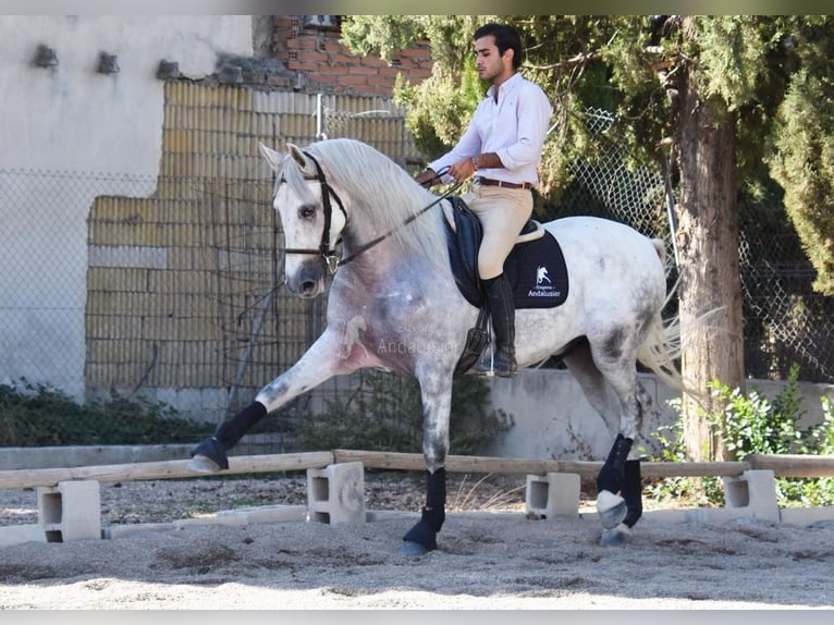 PRE Mix Ruin 4 Jaar 165 cm Schimmel in Provinz Granada