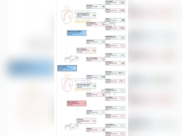 PRE Ruin 4 Jaar 165 cm Vos in Olesa De Bonesvalls