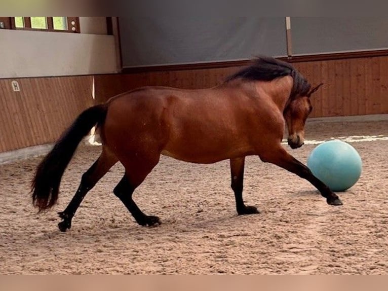 PRE Mix Ruin 4 Jaar 165 cm  in Ruppichteroth