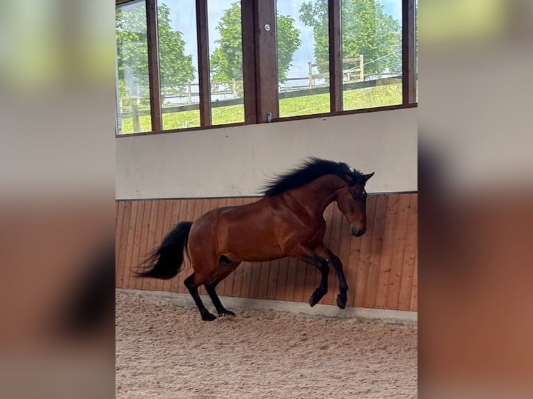 PRE Mix Ruin 4 Jaar 165 cm  in Ruppichteroth