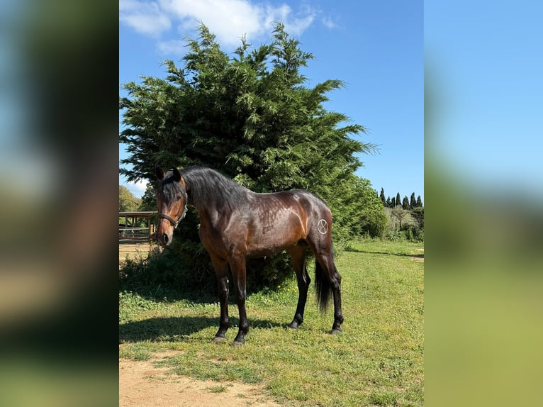 PRE Mix Ruin 4 Jaar 168 cm Donkerbruin in Esclanya