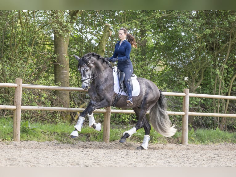 PRE Ruin 4 Jaar 169 cm Schimmel in Hoogeloon