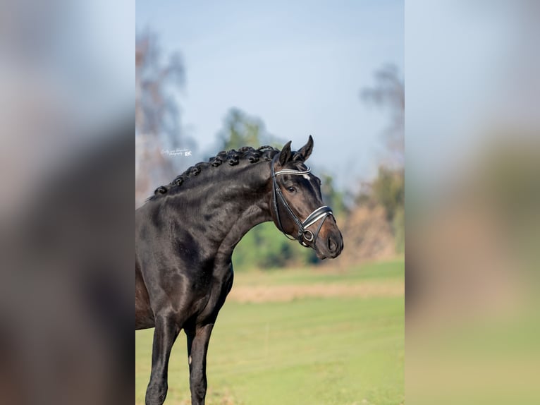 PRE Ruin 4 Jaar 169 cm Zwart in Hoogeloon