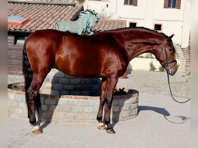 PRE Ruin 4 Jaar 170 cm Roodbruin in Santa Perpetua de Mogoda