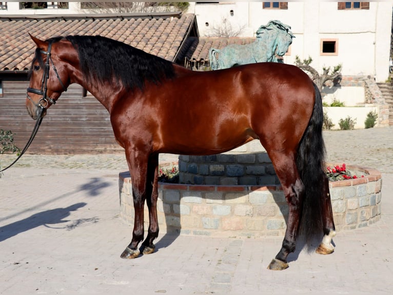 PRE Ruin 4 Jaar 170 cm Roodbruin in Santa Perpetua de Mogoda