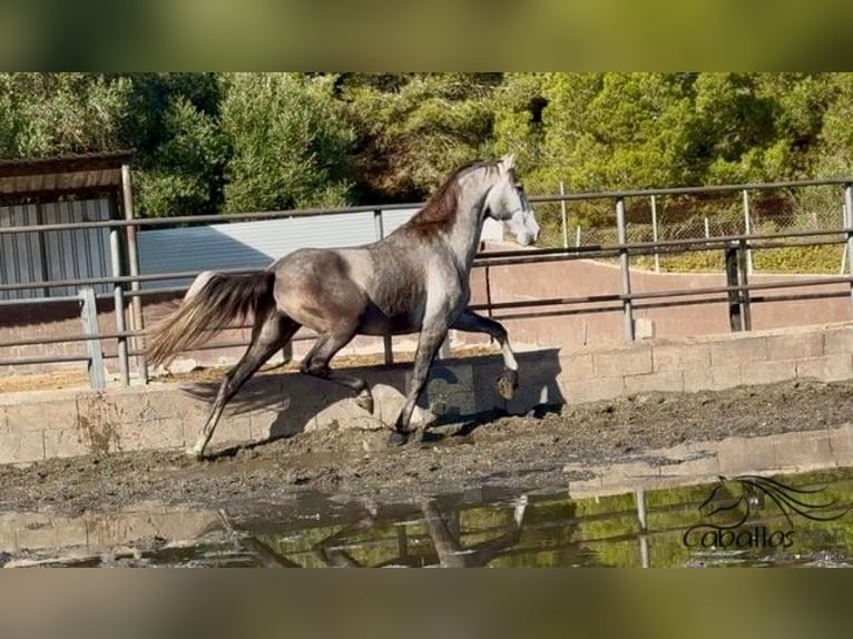 PRE Ruin 4 Jaar 170 cm Schimmel in Barcelona