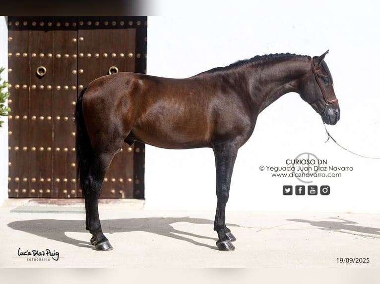 PRE Ruin 4 Jaar 180 cm Bruin in Arjona