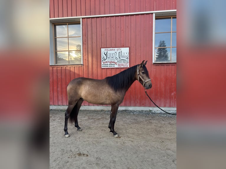 PRE Ruin 4 Jaar Buckskin in Eging am See