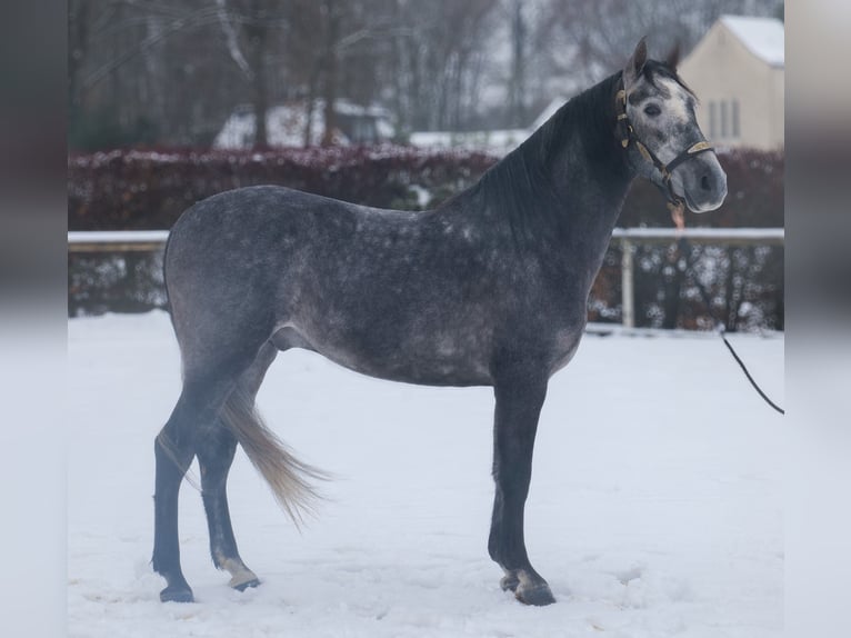 PRE Ruin 5 Jaar 155 cm Blauwschimmel in Neustadt (Wied)