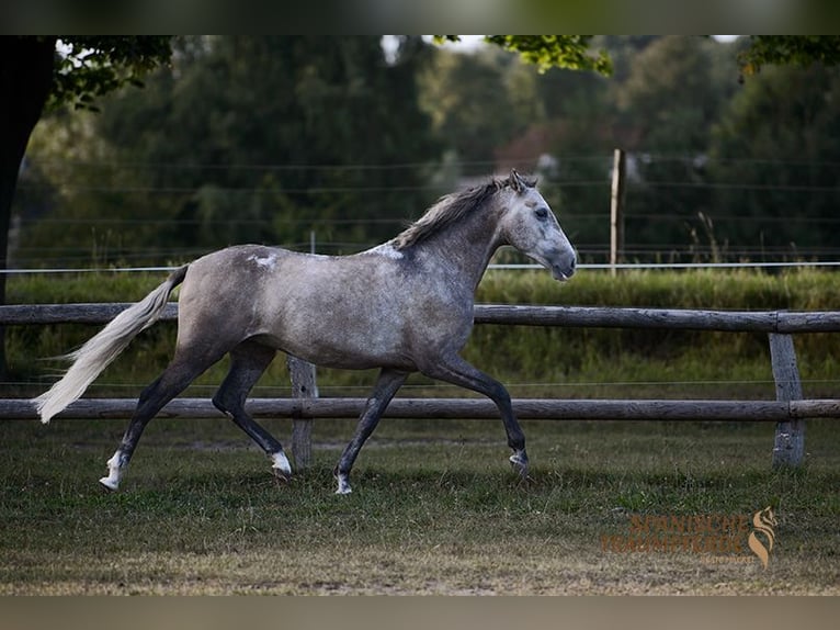 PRE Ruin 5 Jaar 155 cm Schimmel in Traventhal