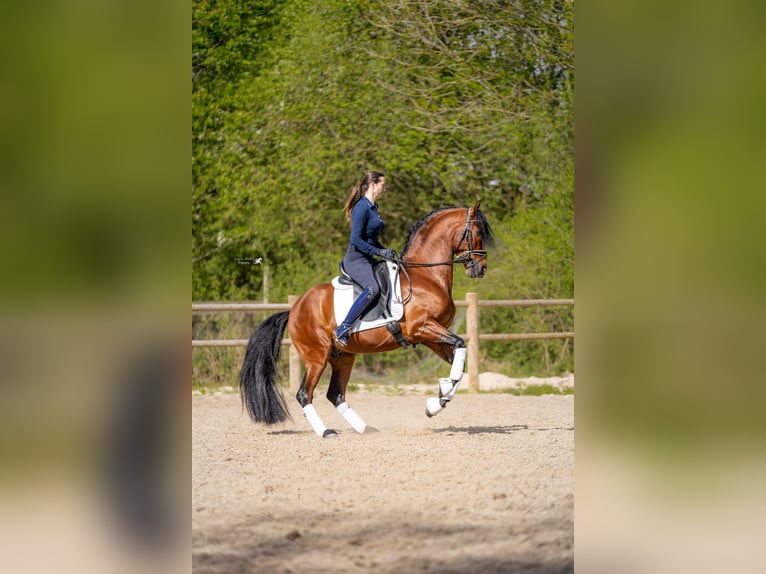 PRE Ruin 5 Jaar 157 cm Bruin in Hoogeloon