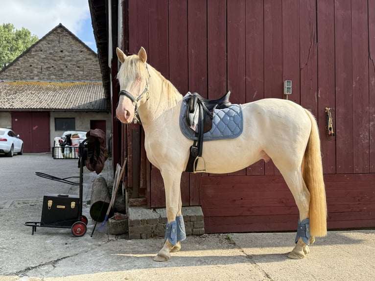 PRE Ruin 5 Jaar 158 cm Cremello in Heiligenhaus