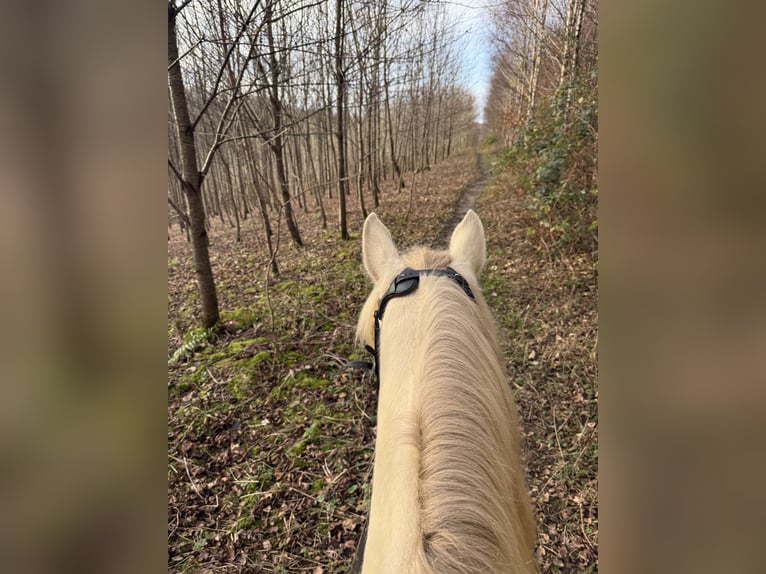 PRE Ruin 5 Jaar 158 cm Cremello in Heiligenhaus