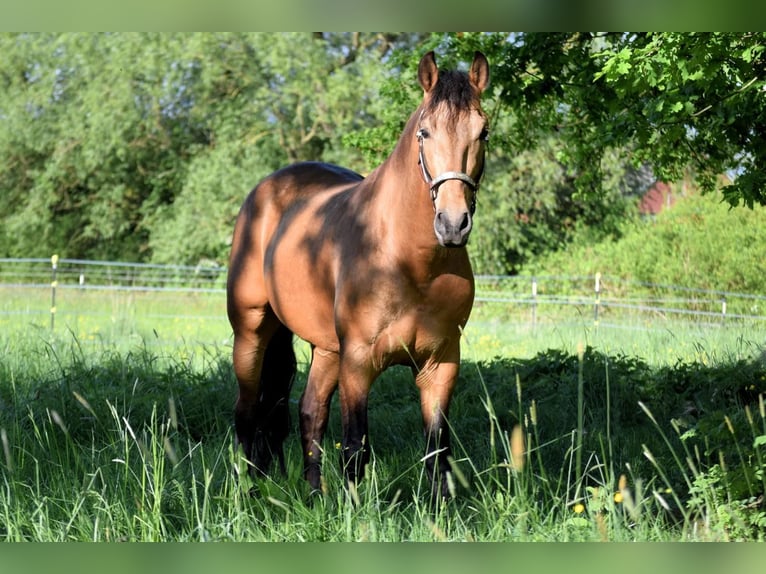 PRE Ruin 5 Jaar 158 cm Falbe in Stadthagen