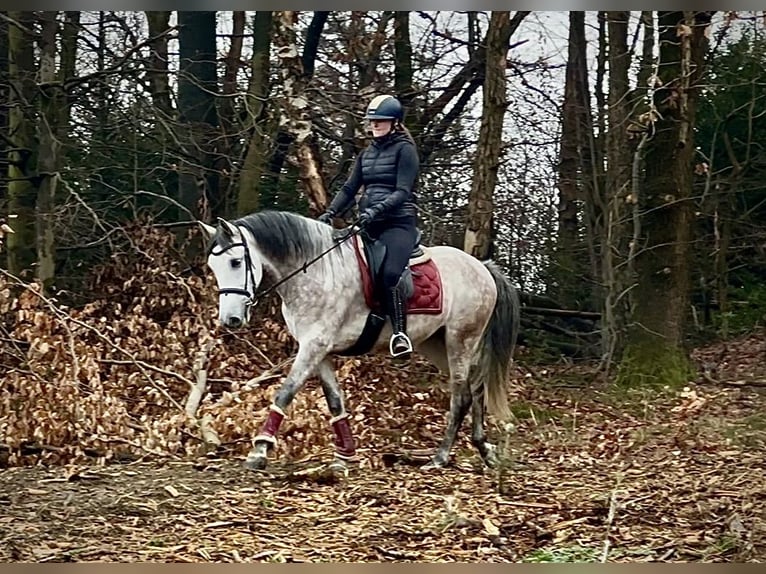 PRE Mix Ruin 5 Jaar 158 cm Schimmel in Neustadt (Wied)