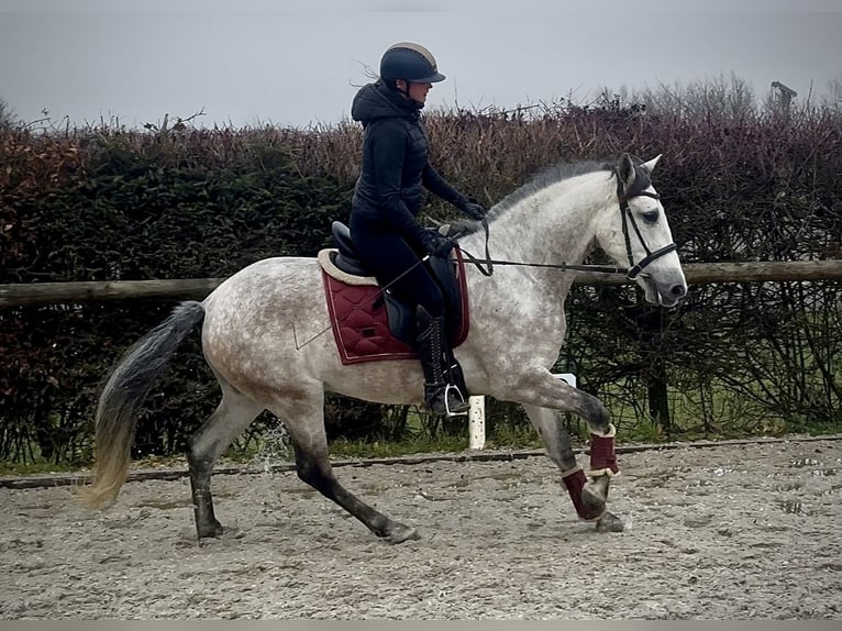 PRE Mix Ruin 5 Jaar 158 cm Schimmel in Neustadt (Wied)