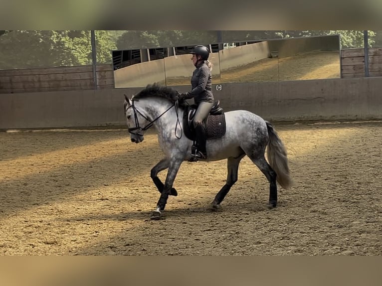 PRE Ruin 5 Jaar 158 cm Schimmel in Ratingen