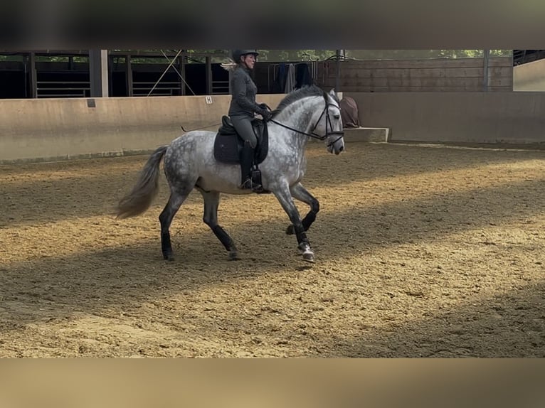 PRE Ruin 5 Jaar 158 cm Schimmel in Ratingen