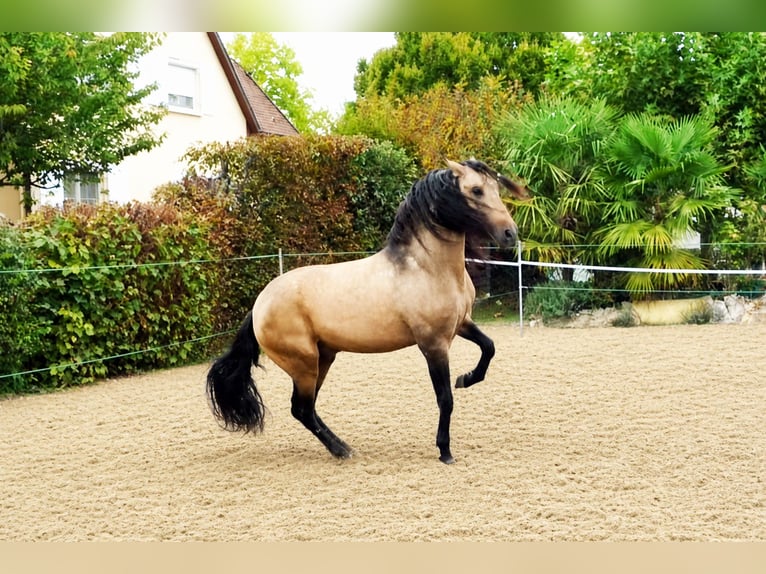 PRE Mix Ruin 5 Jaar 159 cm Buckskin in EttenheimEttenheim