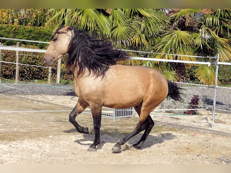 PRE Mix Ruin 5 Jaar 159 cm Buckskin in EttenheimEttenheim