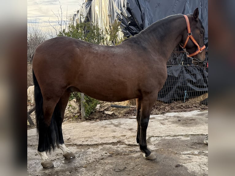 PRE Ruin 5 Jaar 160 cm Bruin in Avila