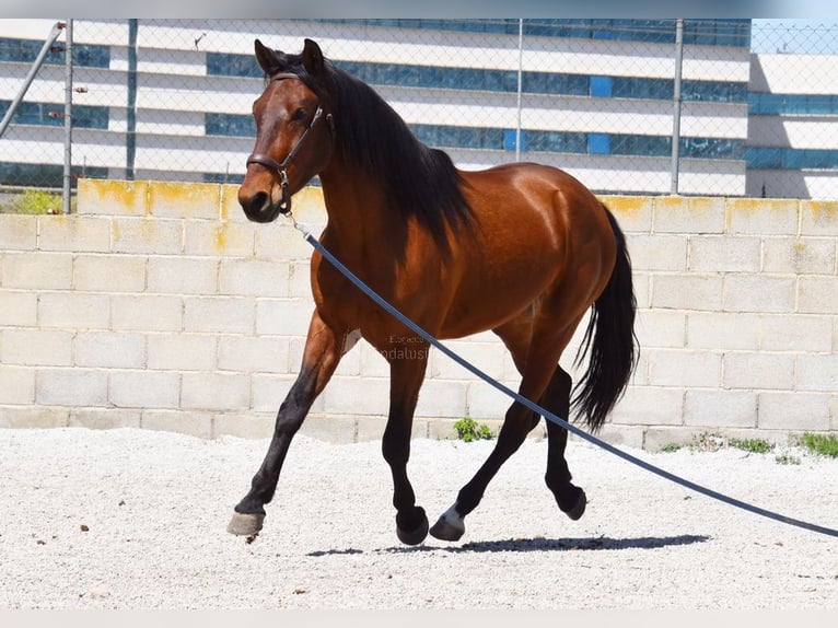 PRE Ruin 5 Jaar 160 cm Bruin in Provinz Granada