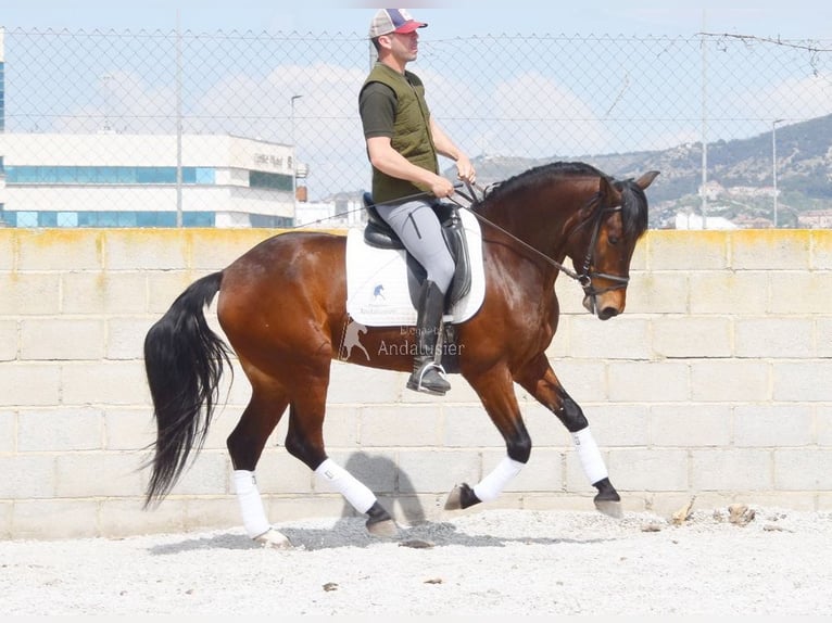 PRE Ruin 5 Jaar 160 cm Bruin in Provinz Granada