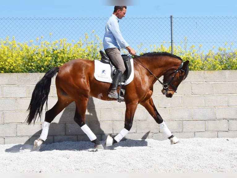 PRE Ruin 5 Jaar 160 cm Bruin in Provinz Granada