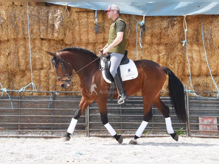 PRE Ruin 5 Jaar 160 cm Bruin in Provinz Granada