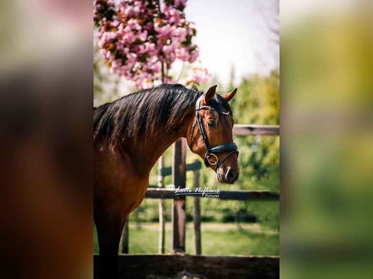 PRE Ruin 5 Jaar 160 cm in Assendelft