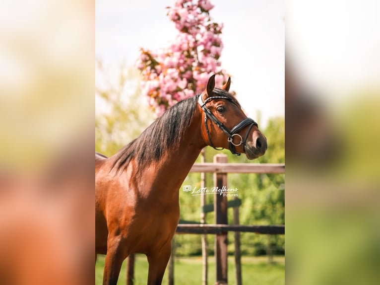 PRE Ruin 5 Jaar 160 cm in Assendelft