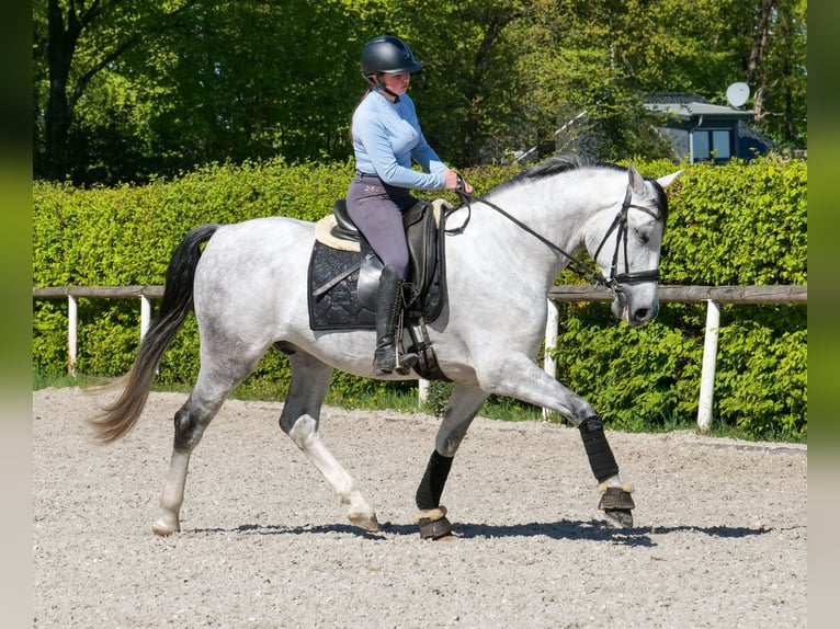 PRE Mix Ruin 5 Jaar 160 cm Schimmel in Neustadt (Wied)