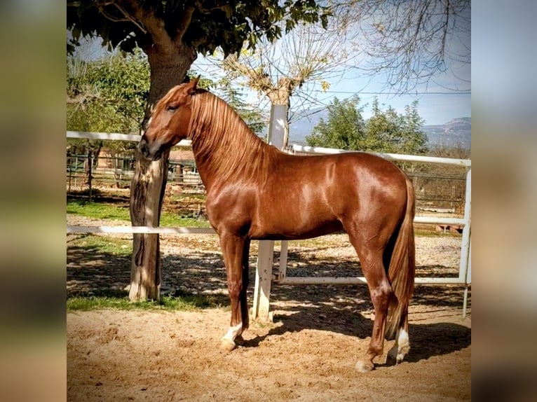 PRE Mix Ruin 5 Jaar 160 cm Vos in Valencia