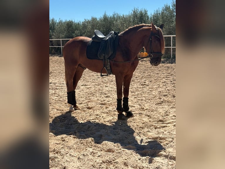 PRE Ruin 5 Jaar 161 cm Bruin in Cabanes
