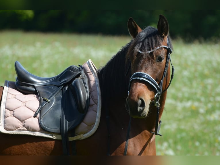 PRE Mix Ruin 5 Jaar 161 cm Bruin in Grebenhain