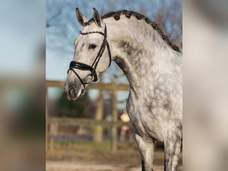 PRE Ruin 5 Jaar 161 cm Schimmel in Poeldijk