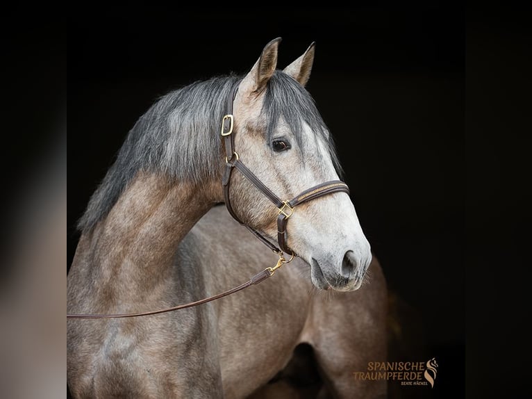 PRE Mix Ruin 5 Jaar 161 cm Schimmel in Traventhal