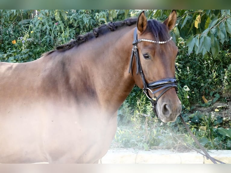 PRE Ruin 5 Jaar 162 cm Bruin in Krumbach