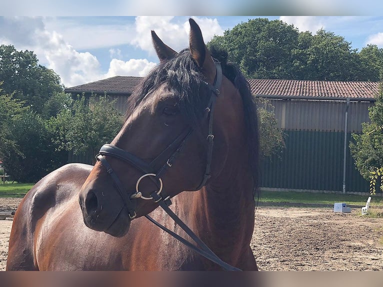 PRE Mix Ruin 5 Jaar 162 cm Bruin in B&#xF6;tersen