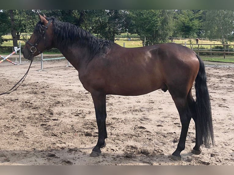 PRE Mix Ruin 5 Jaar 162 cm Bruin in B&#xF6;tersen