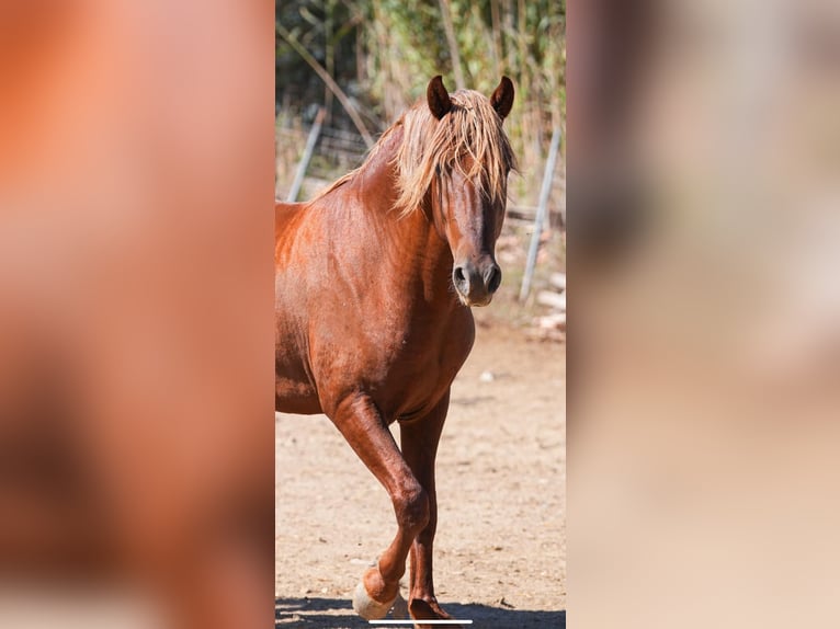 PRE Mix Ruin 5 Jaar 162 cm Donkere-vos in Berfull