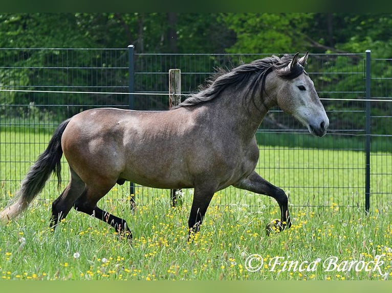 PRE Mix Ruin 5 Jaar 162 cm Schimmel in Wiebelsheim