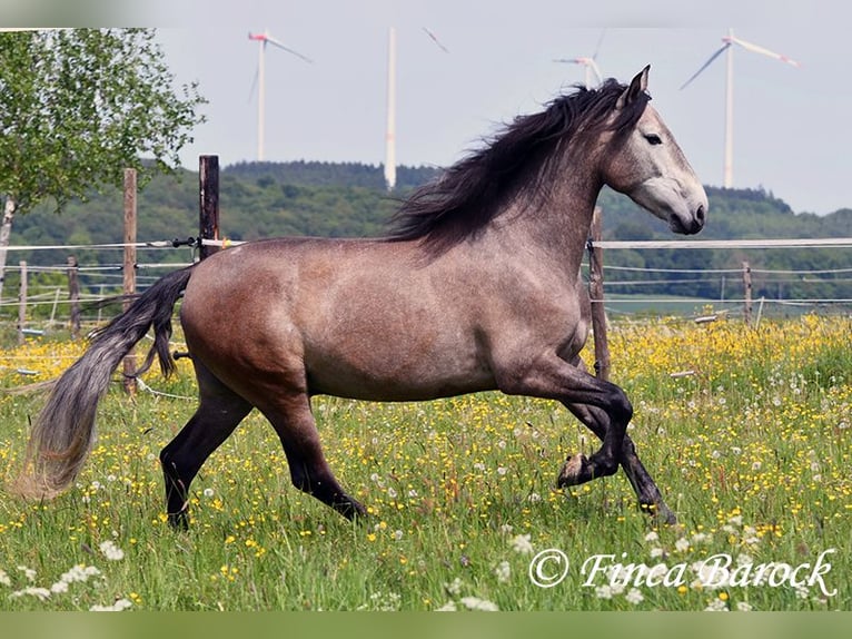 PRE Mix Ruin 5 Jaar 162 cm Schimmel in Wiebelsheim