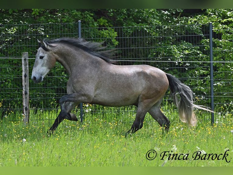 PRE Mix Ruin 5 Jaar 162 cm Schimmel in Wiebelsheim