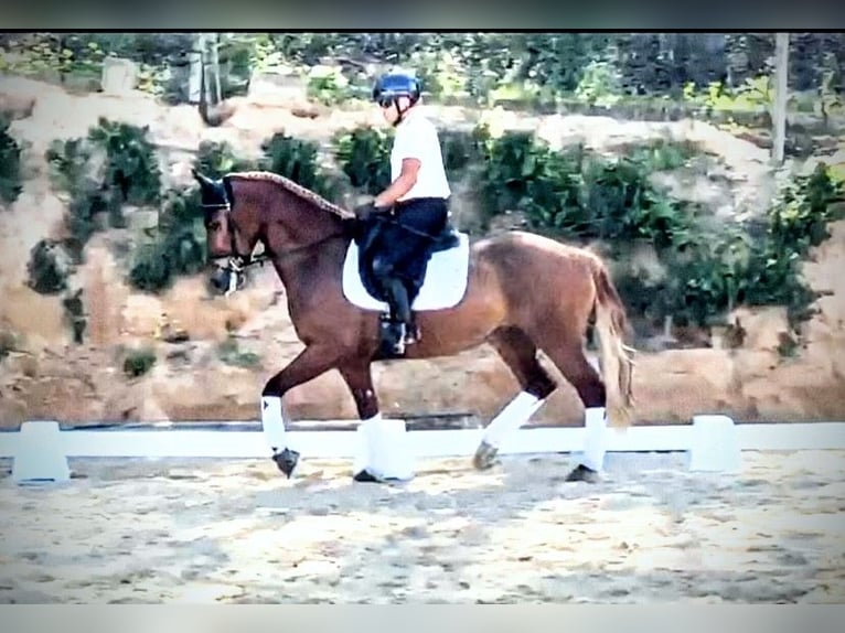 PRE Mix Ruin 5 Jaar 162 cm Vos in Sevilla