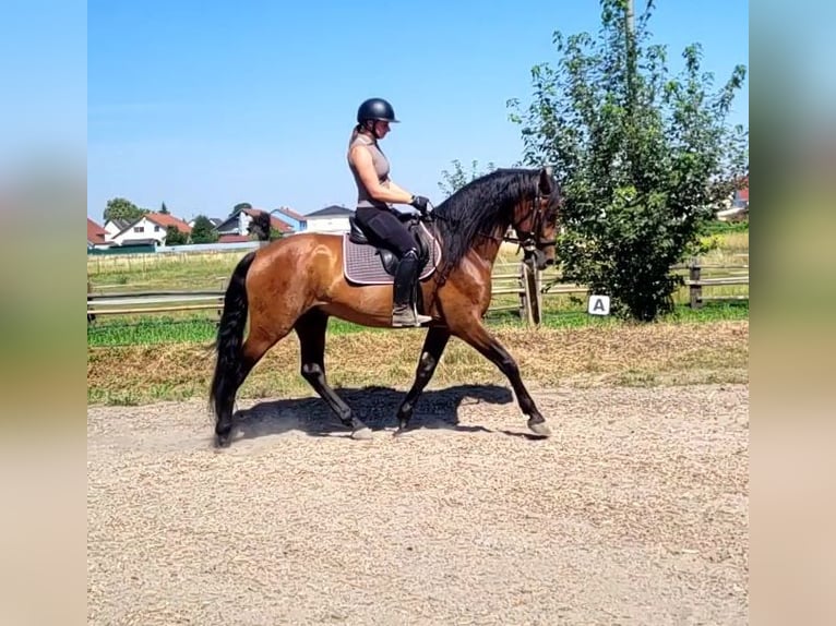 PRE Ruin 5 Jaar 163 cm Donkerbruin in Karlshuld