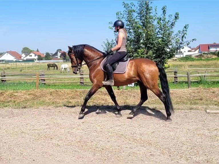 PRE Ruin 5 Jaar 163 cm Donkerbruin in Karlshuld